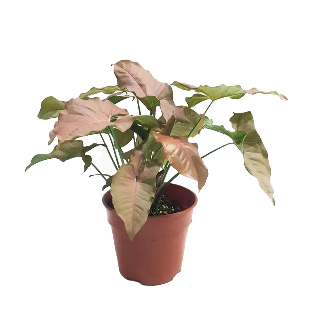 Syngonium-pink-Arrowhead-Plant