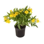 Yellow Bells Tecoma
