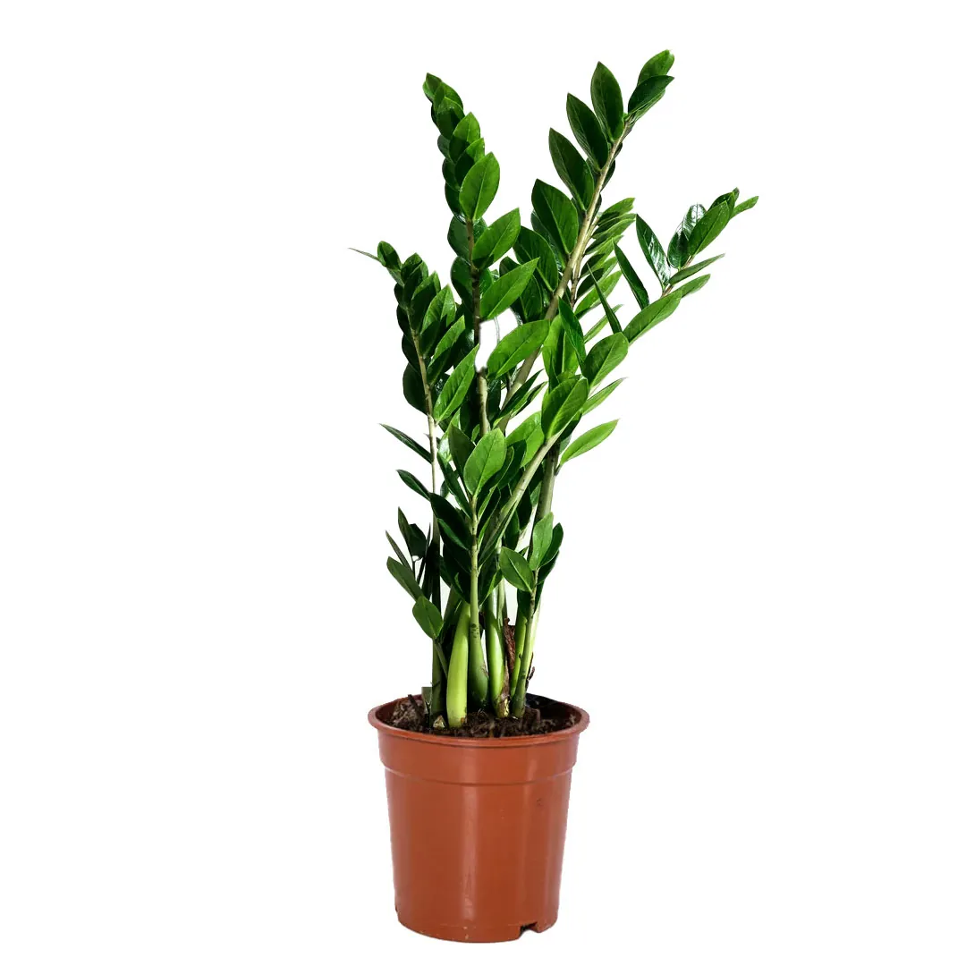 ZZ-plant-Zamioculas-Zamiifolia2