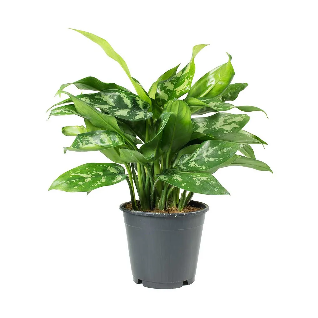 Aglaonema-Maria