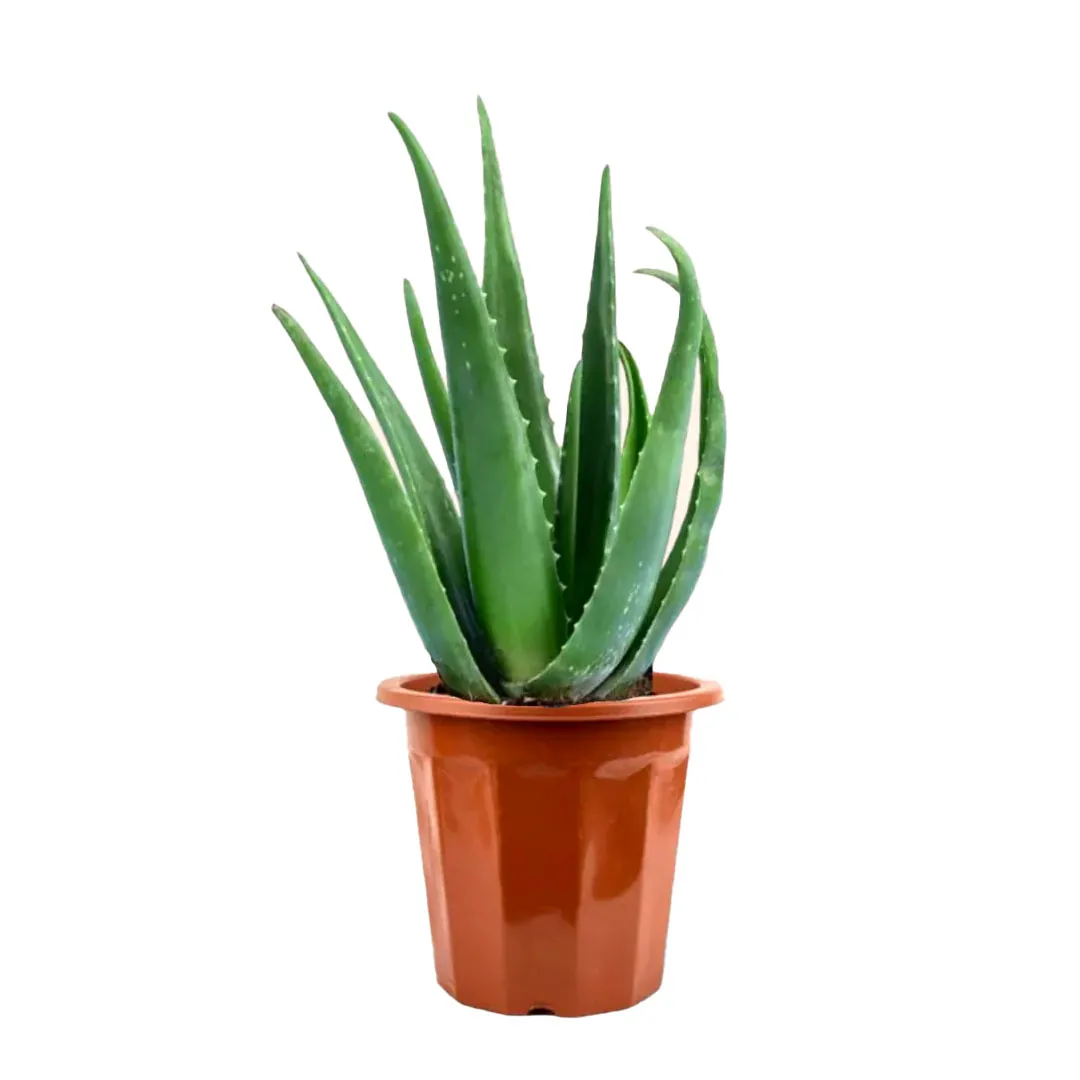 Aloe-vera