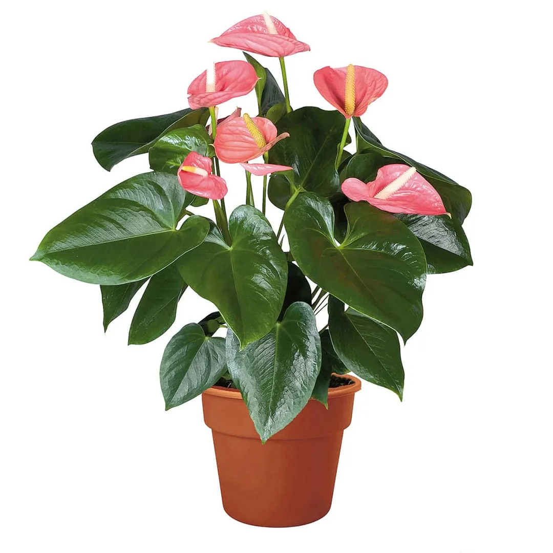 Anthurium-Pink