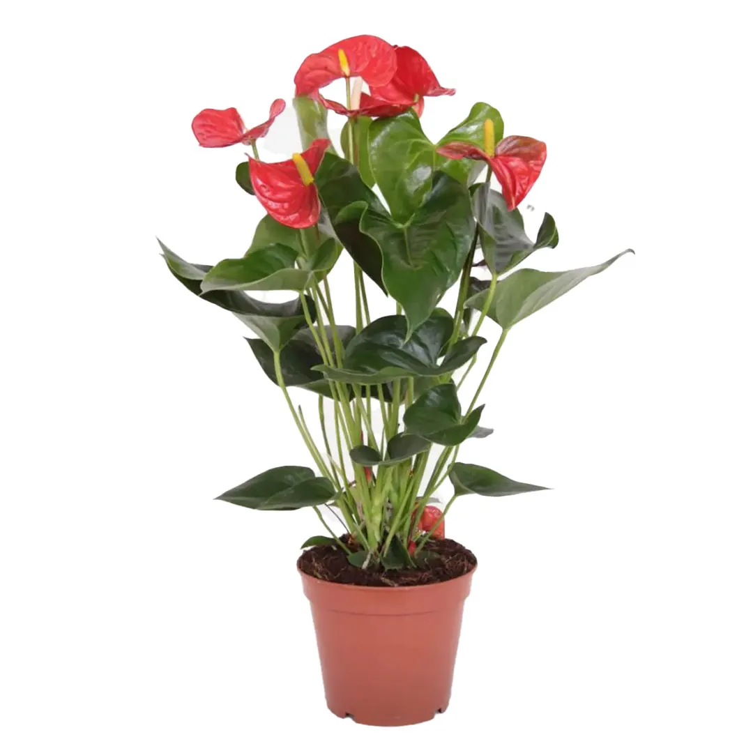 Anthurium-red