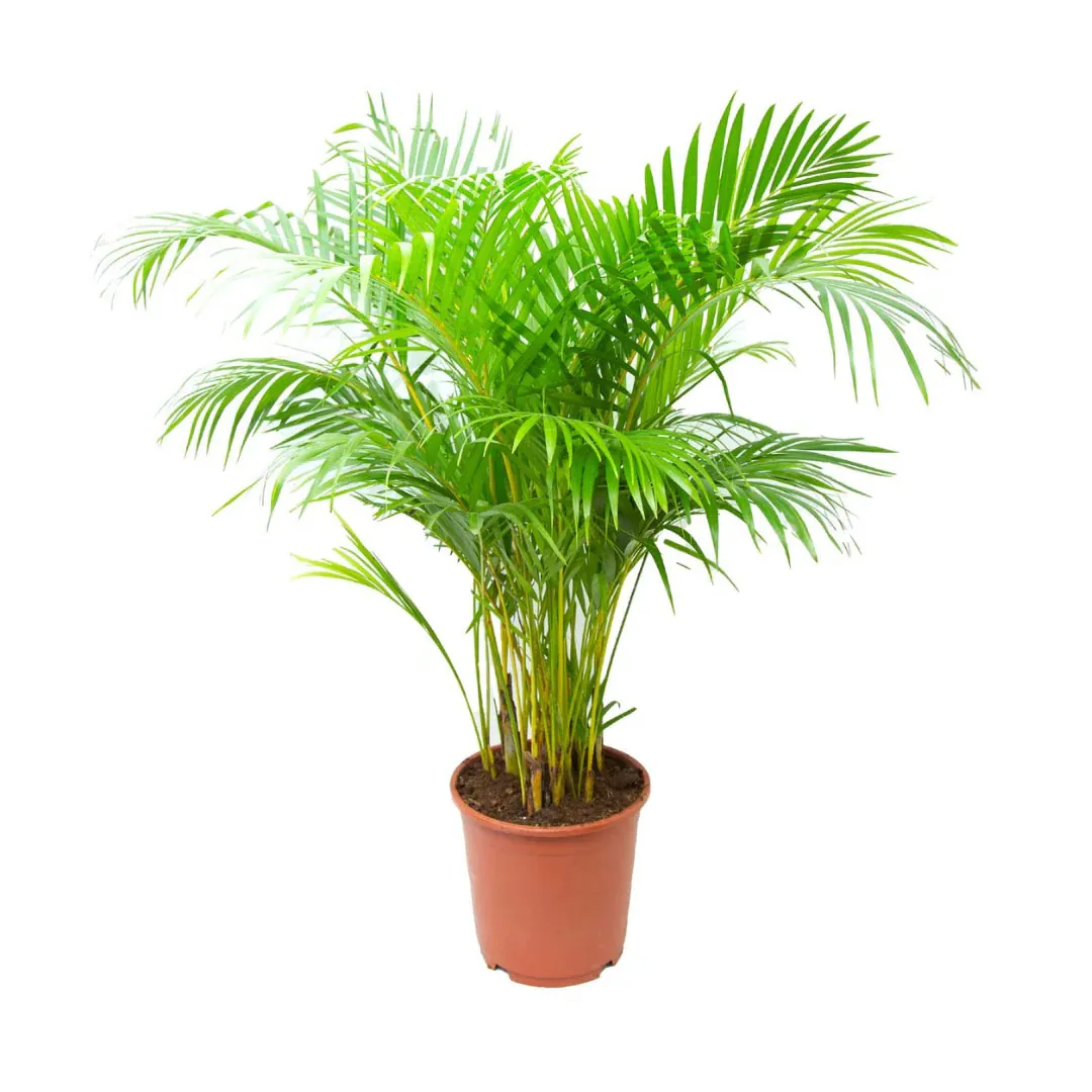 Areca-Palm-1