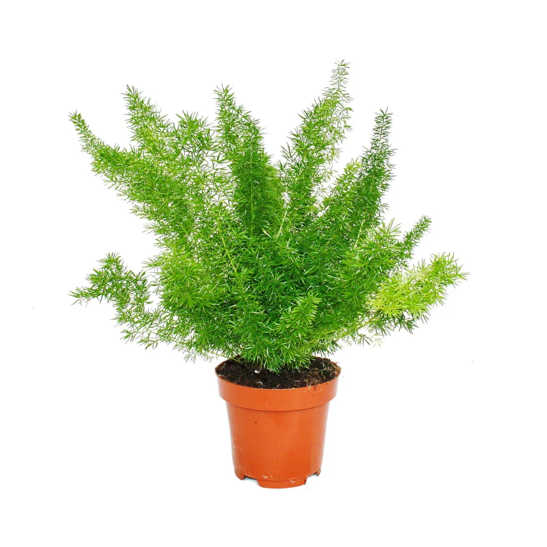 Asparagus-Fern