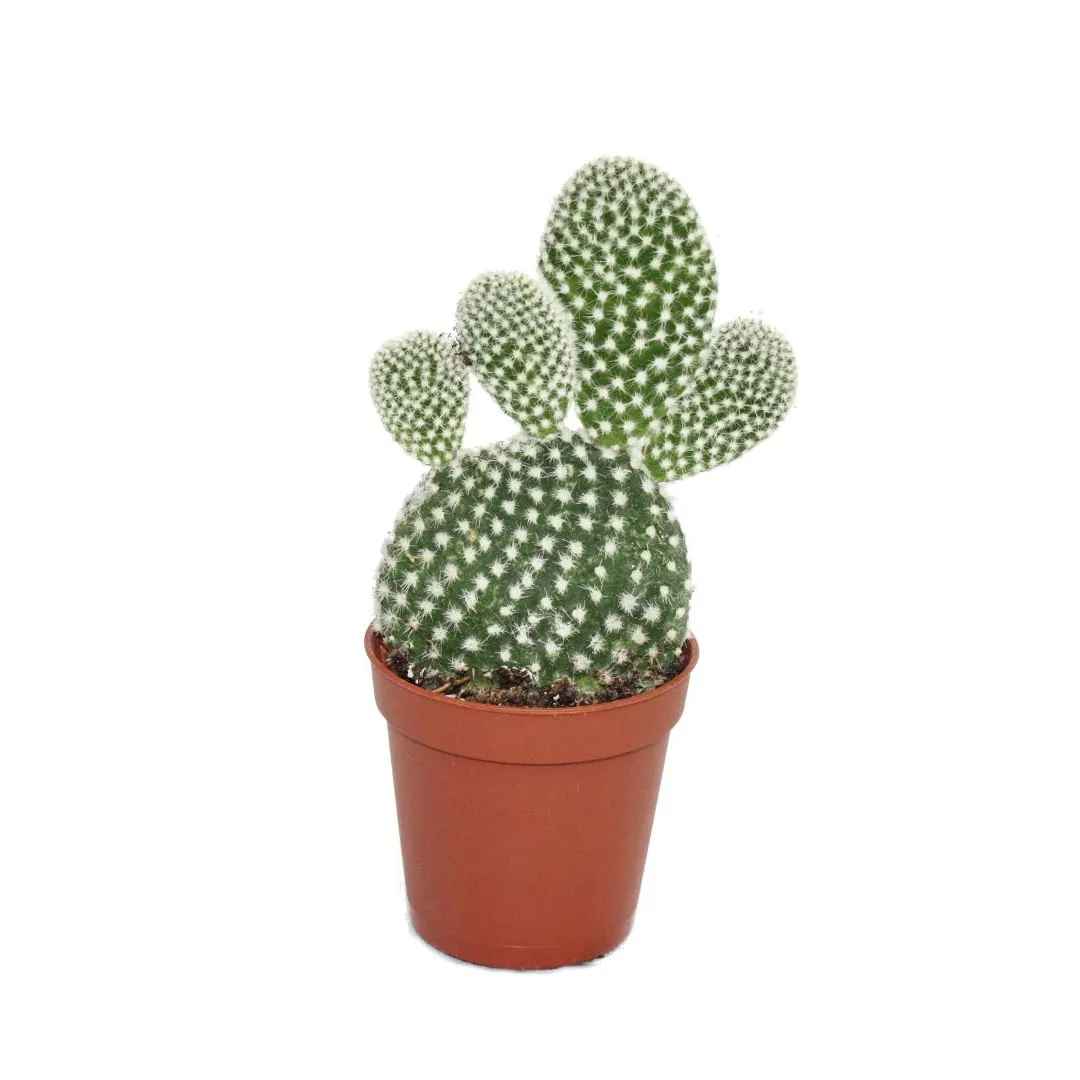 Cactus-Opuntia-Albata-Bunny-ear