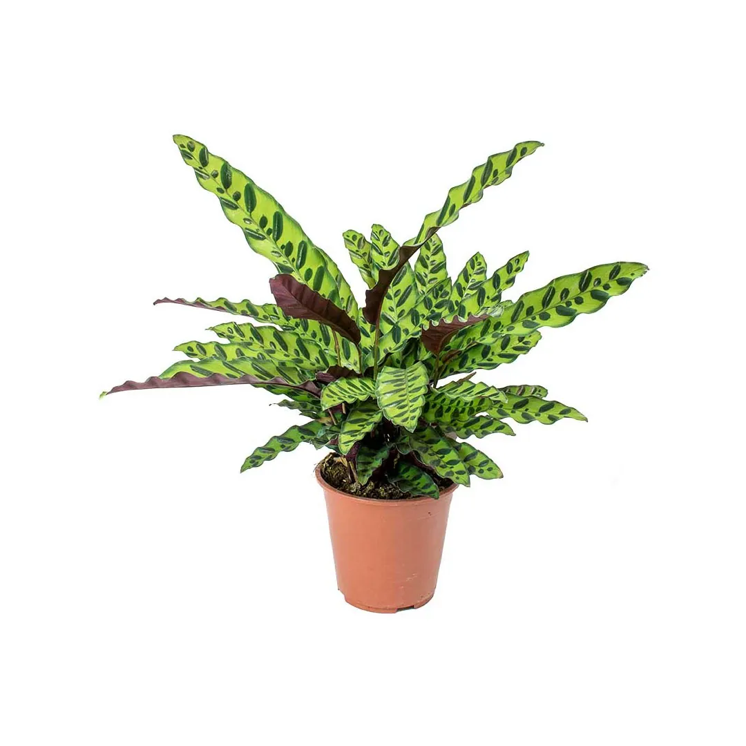 Calathea-Lancifolia-Rattlesnake-Plant