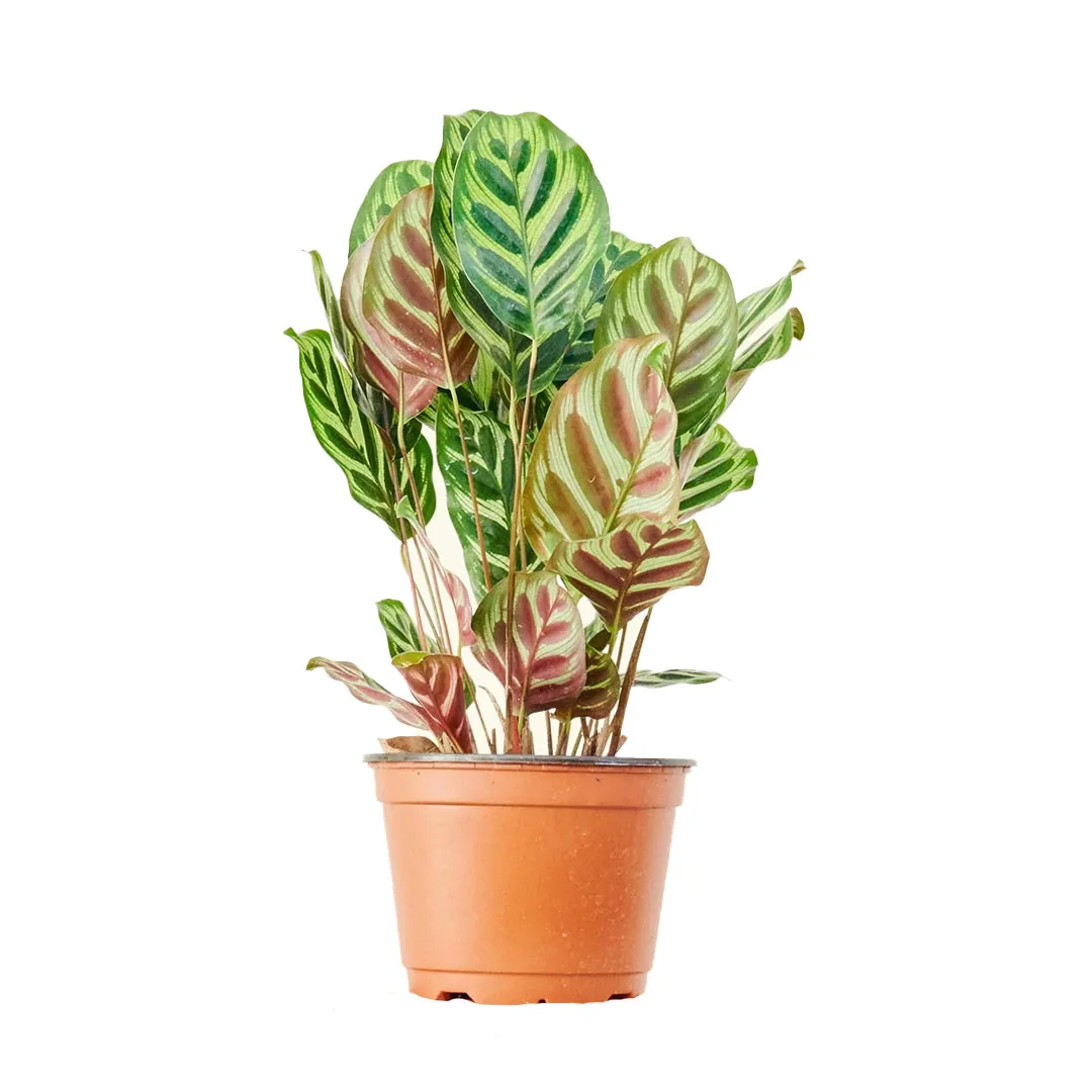 Calathea-Medallion-Peacock-Plant