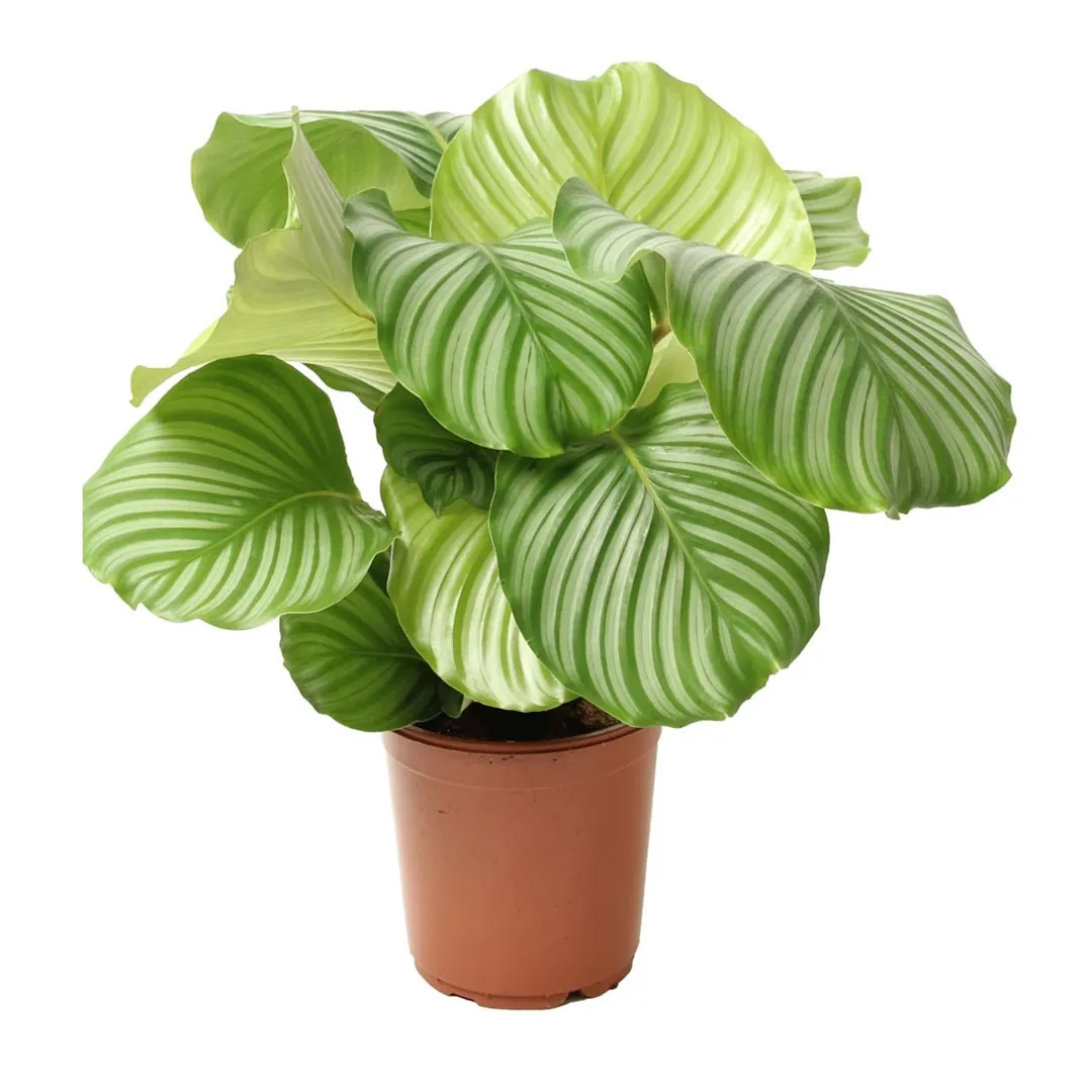 Calathea-Orbifolia