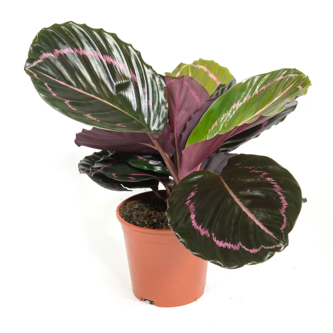 Calathea-Roseopicta