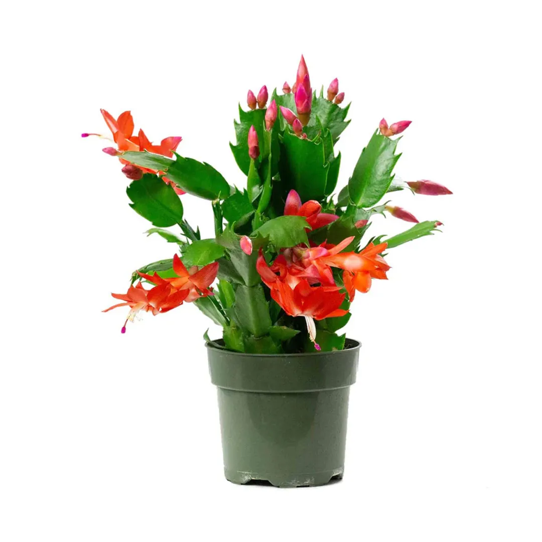 Christmas-Cactus