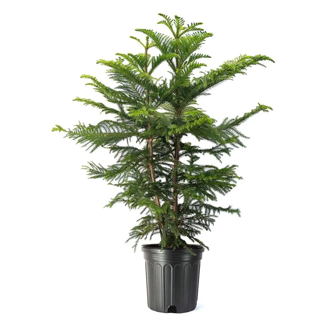 Christmas-tree-Norfolk-Island-Pine-Araucaria-heterophylla