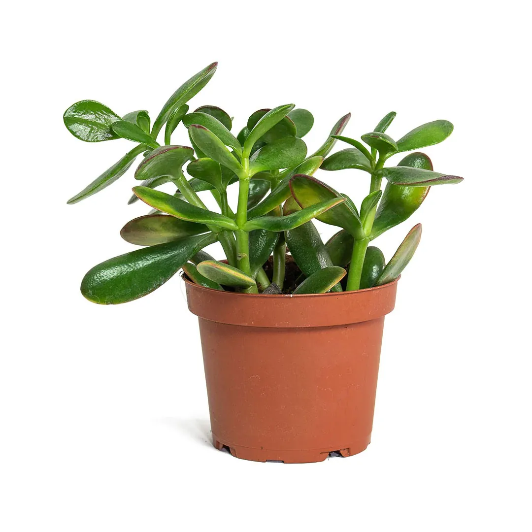 Crassula-Ovata-Dollar-plant-Jade-indoor