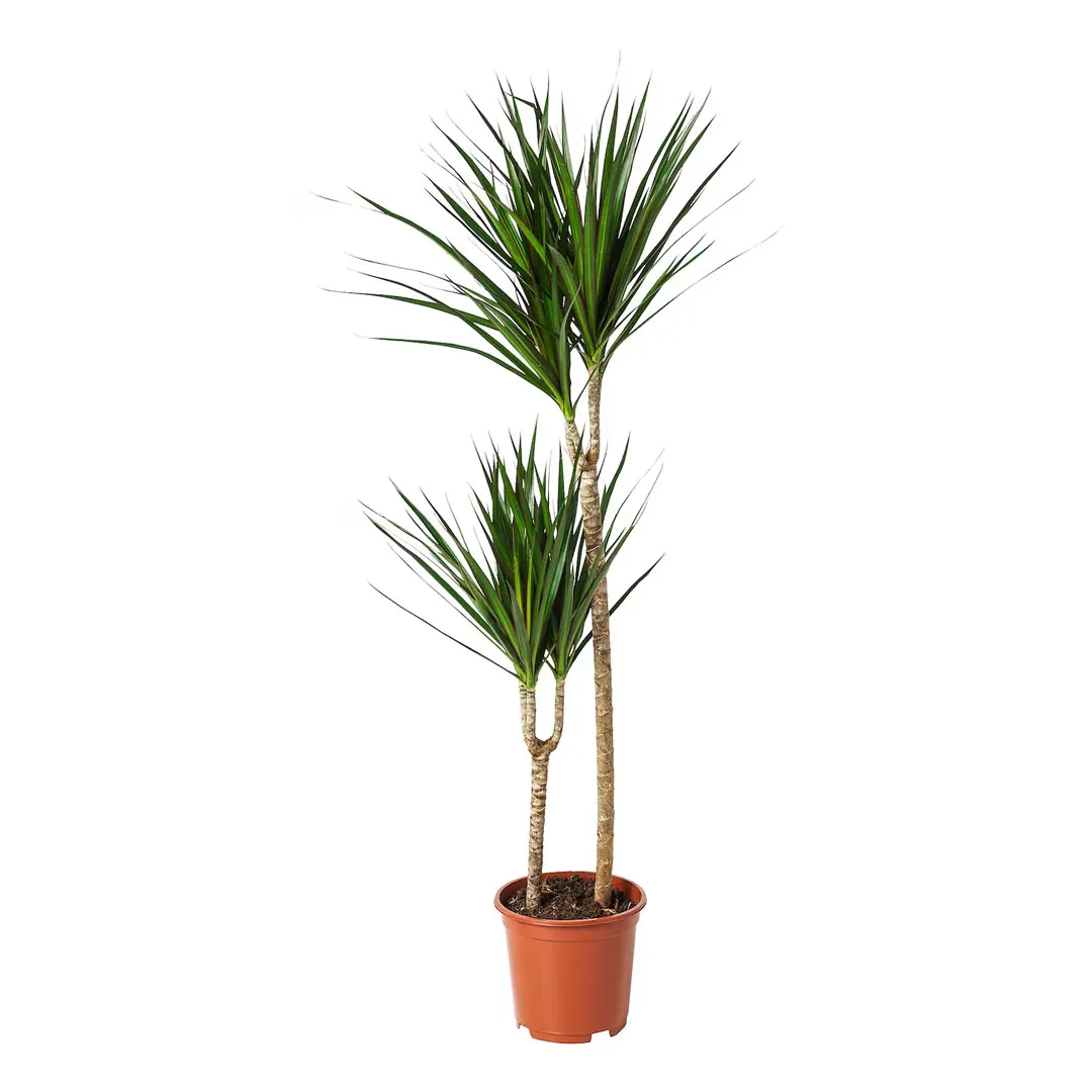 Dracaena-Marginata-Dragon-Tree