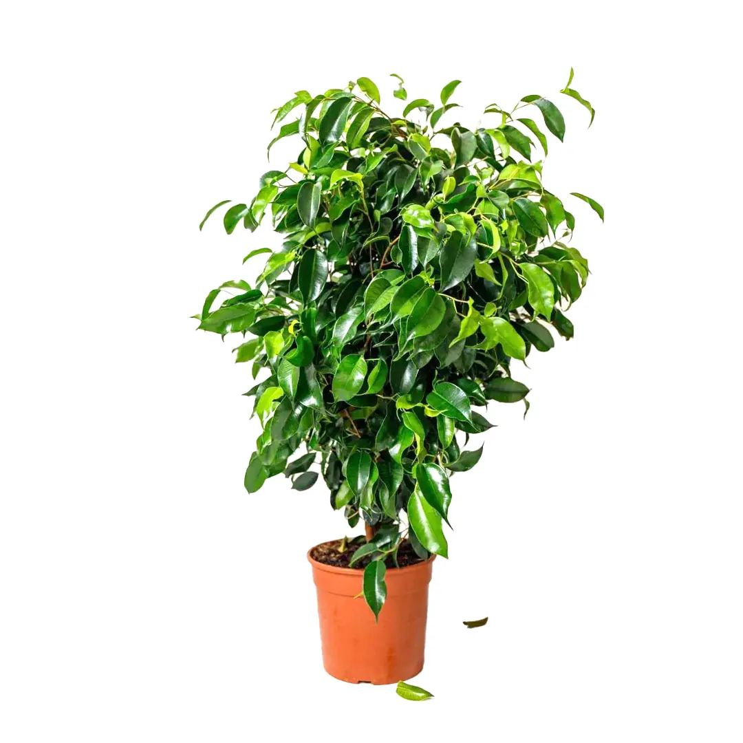 Ficus-Benjamina-Weeping-Fig