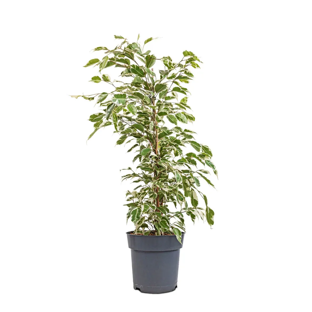 Ficus-Benjamina-starlight