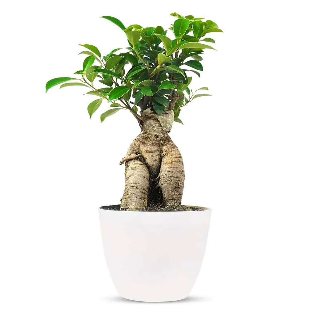 Ficus-Bonsai