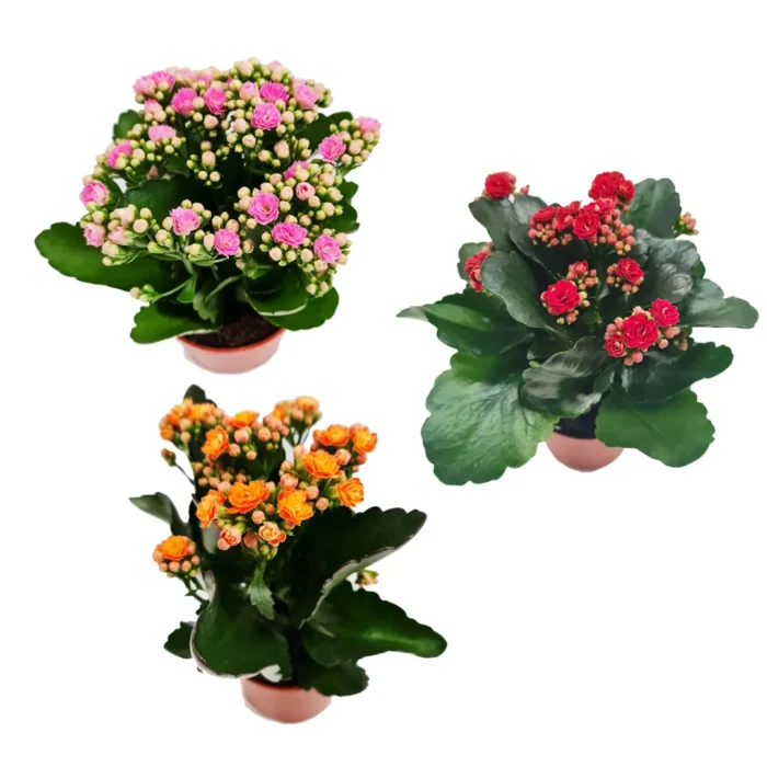 Kalanchoe-Blossfeldiana-–-with-diff-colours – AL Baraka Garden – Buy ...