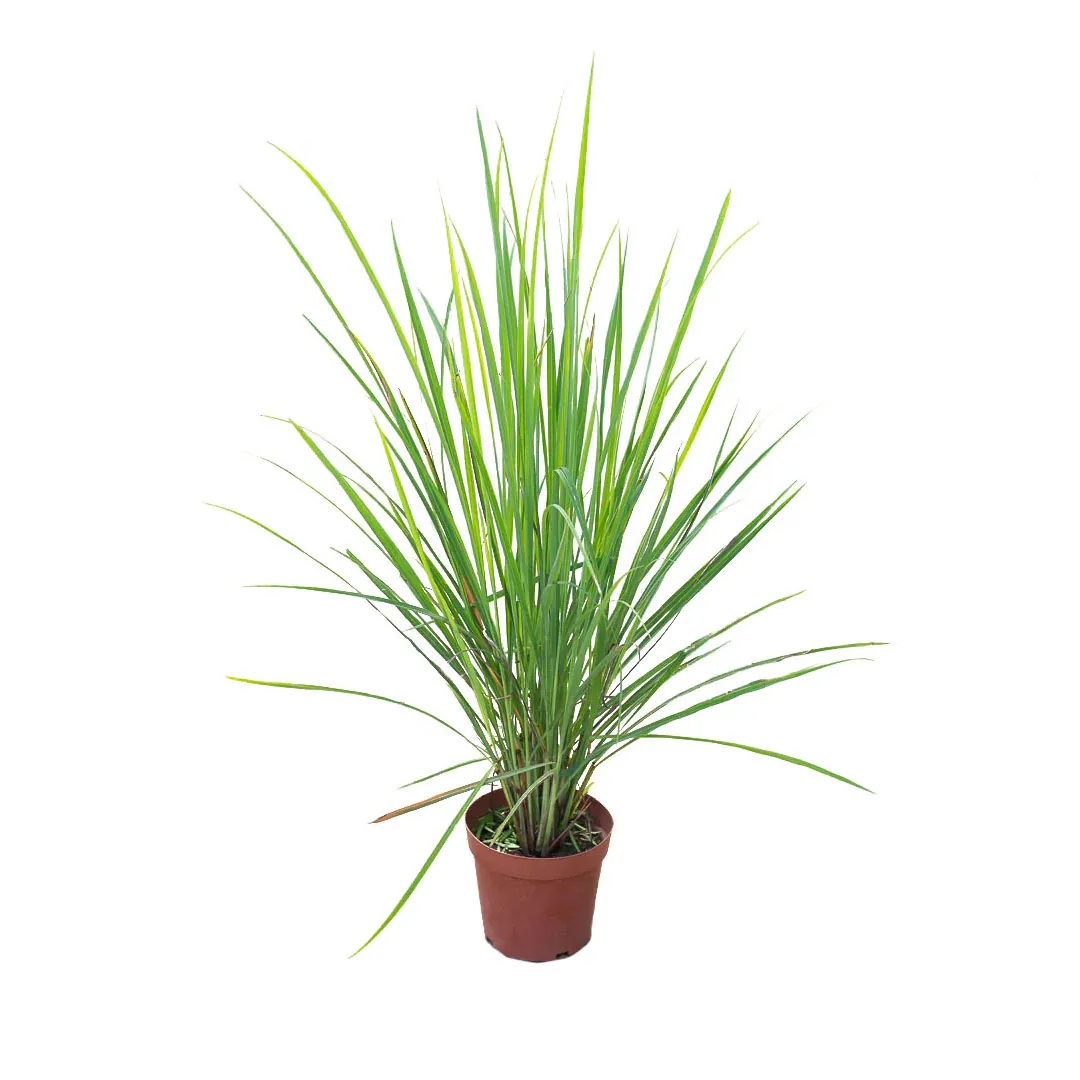 Lemon-Grass