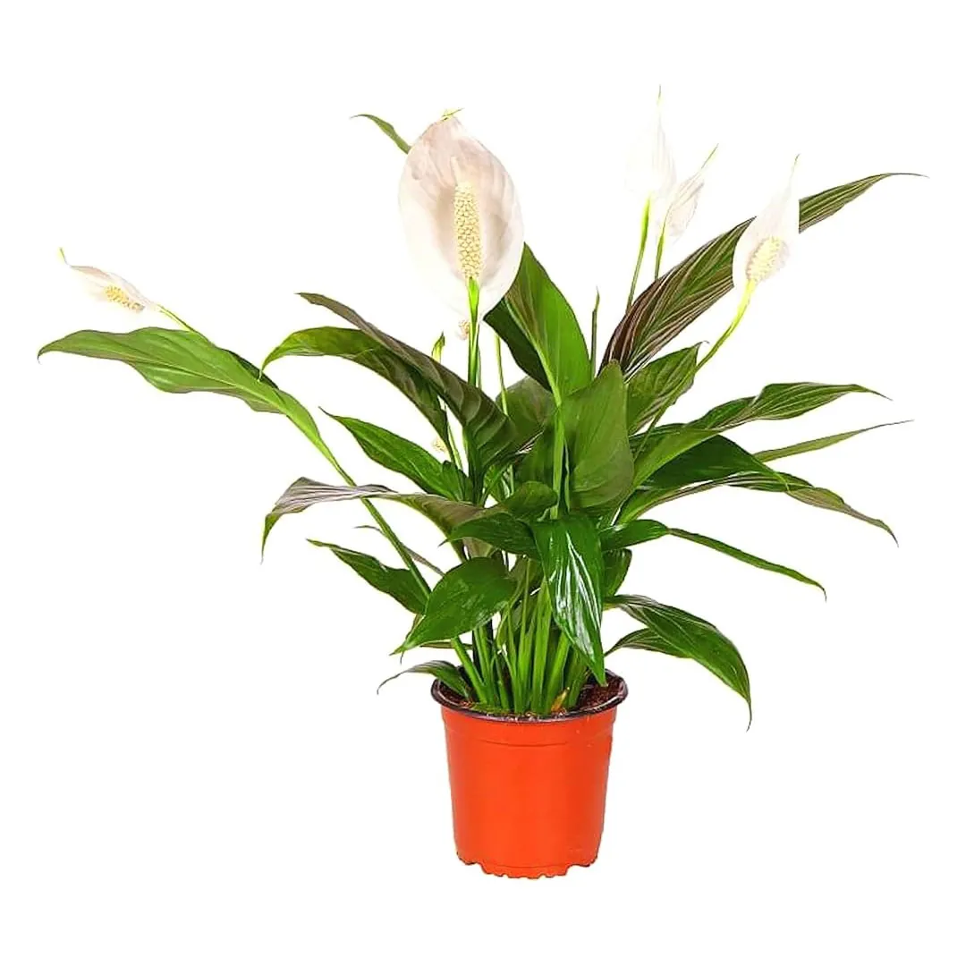 Peace-Lily-Spathiphyllum