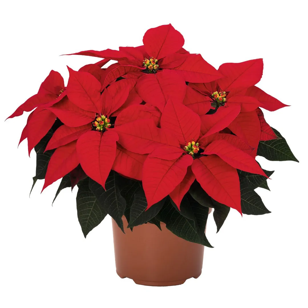 Poinsettia