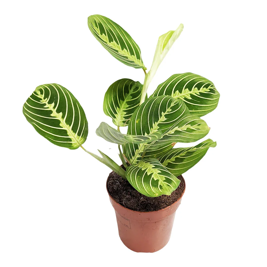 Prayer-Plant-Maranta