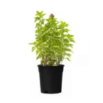 Rehan-Herb-Persian-Basil