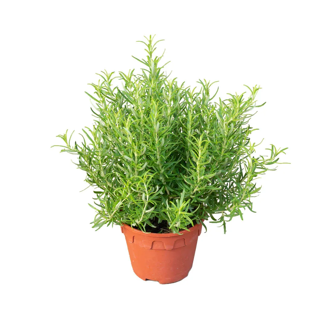 Rosemary-Herb