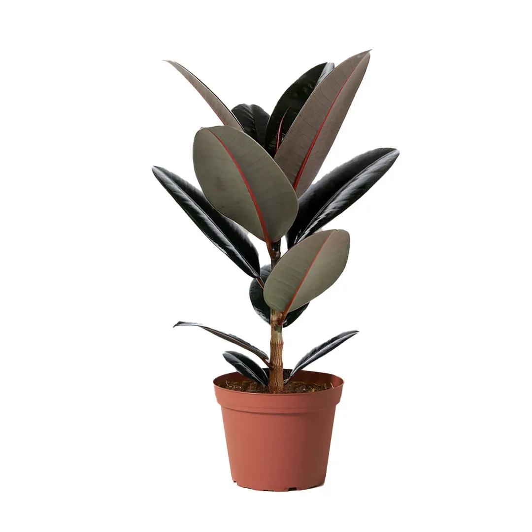 Rubber-Plant