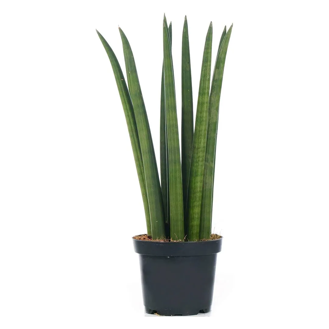 Sansevieria-Cylindrica-African-Spear