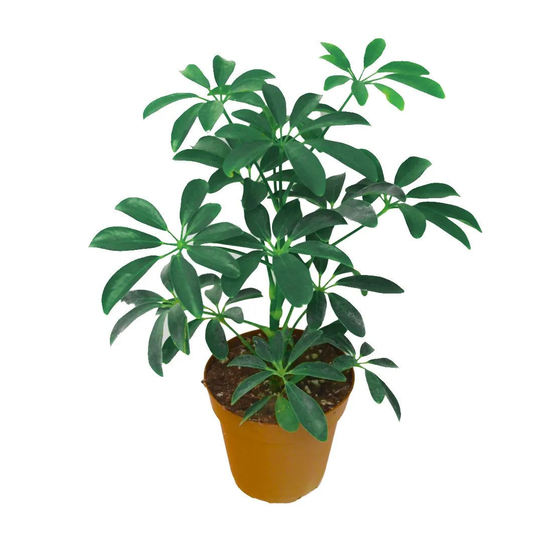 Schefflera-Arboricola-Dwarf-Umbrella