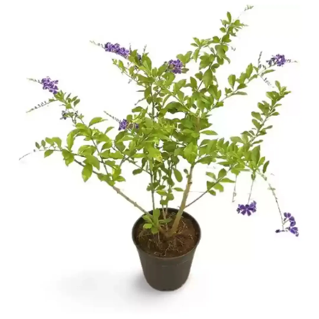 Sky-Flower-Duranta-erecta