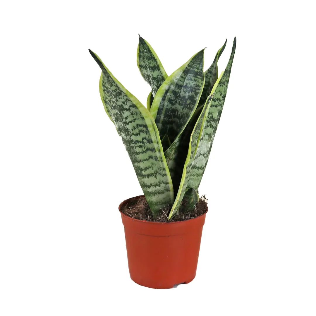 Snake-Plant