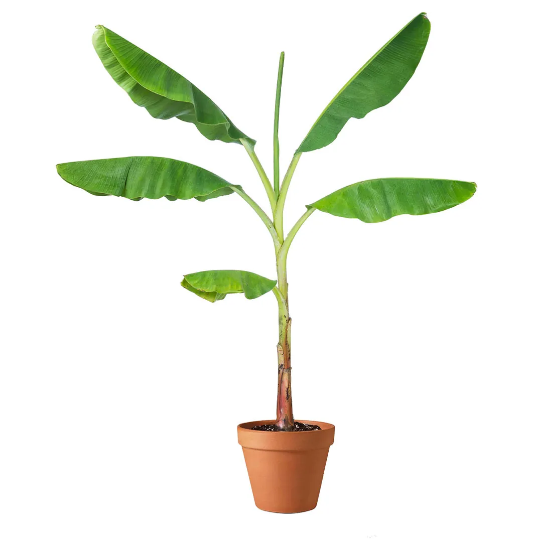 banana-plant-1