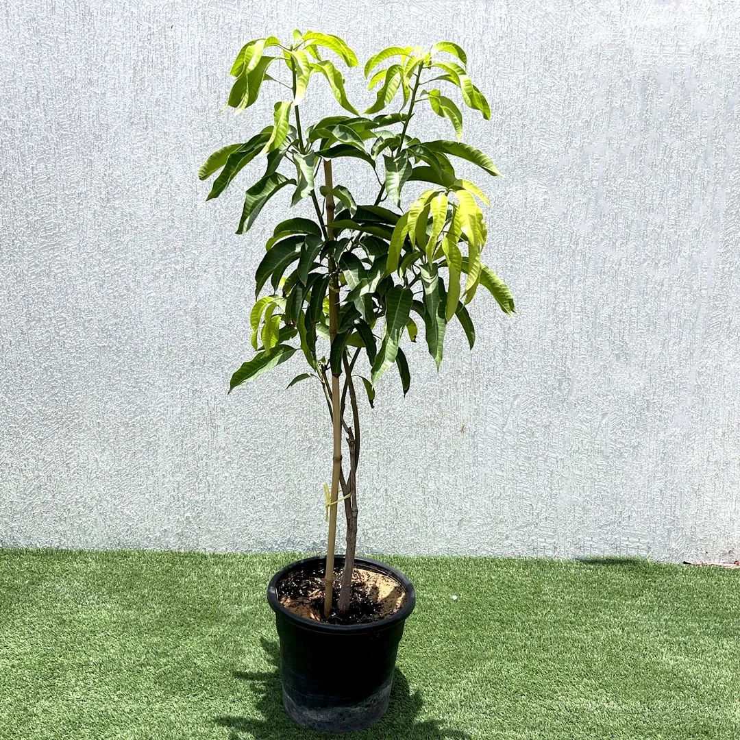 mango-tree-1