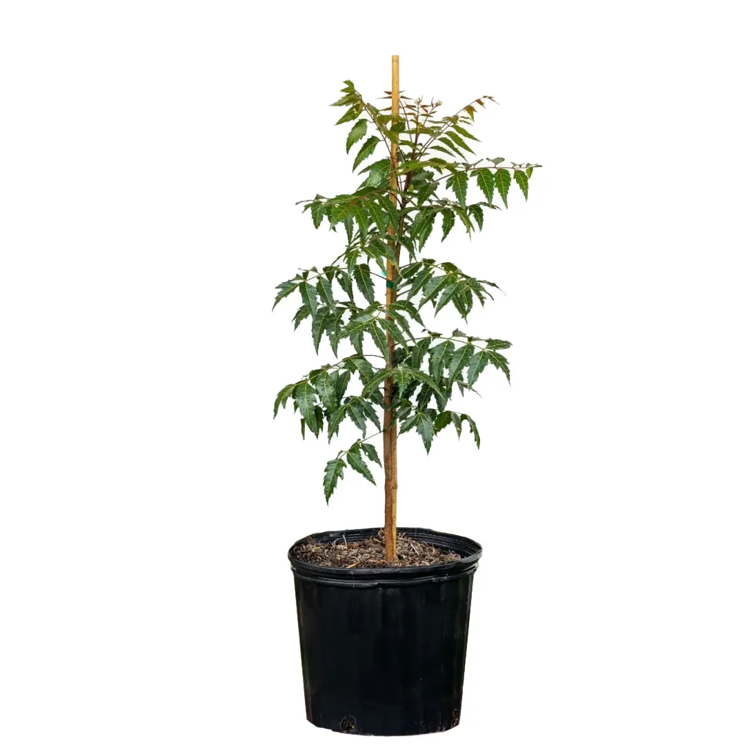 neem-tree-1