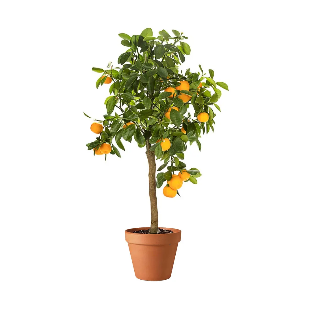 orange-tree-1