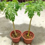 papaya tree
