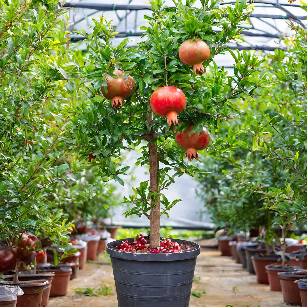 pomegranate-tree-1