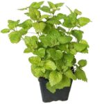 Mint Plant, Mentha