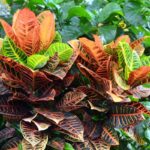 Croton Petra, Garden Croton (Outdoor)