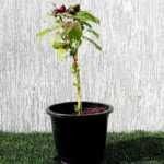 Hibiscus Sabdariffa, Roselle, Karkade