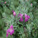 Leucophyllum Frutescens, Texas Sage