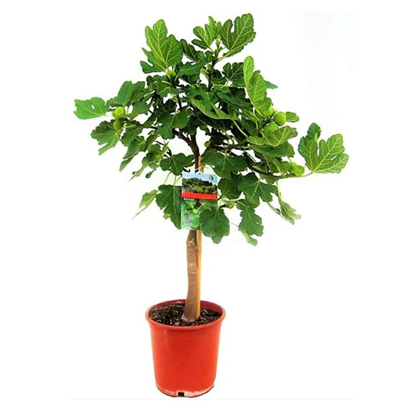 fig-tree