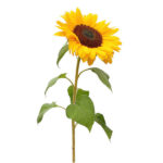 Ornamental Sunflower, Helianthus Annuus